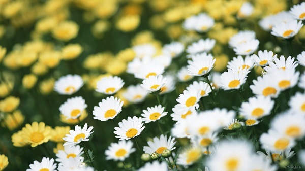В Мытищах по прогнозу июнь будет жарок. Квартиры одну пятую бери в подарок!